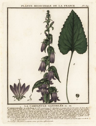 Dzwonek pokrzywowy, Campanula trachelium. autorstwa Unbekannter Künstler
