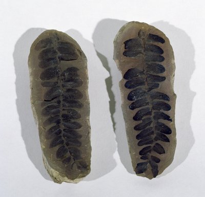 Neuropteris (Liść Paproci Morskiej) znaleziony w Coseley, Staffordshire, okres górnego karbonu (zdjęcie) autorstwa Unbekannt
