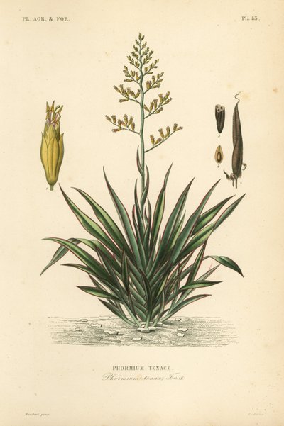 Len nowozelandzki lub harekeke, Phormium tenax, Phormium tenax autorstwa Unbekannt