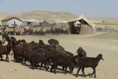 Nomadyczne namioty między Tamar a Aszchanią, Iran 2022 (fotografia) autorstwa Unbekannter Künstler