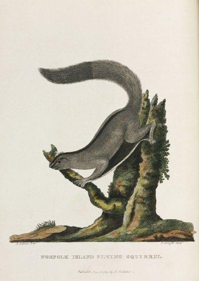 „Latająca wiewiórka z Norfolk”, Australia, ok. 1788 r. autorstwa Unbekannter Künstler