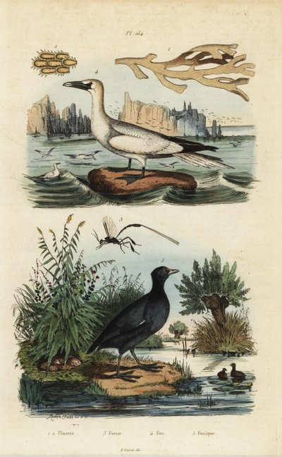 Głuptak północny, Morus bassanus 4, łyska czerwonoczelna, Fulica rufifrons 5, wodorosty Flustra foliacea 1,2 i osa Gasteruption 3 autorstwa Unbekannt