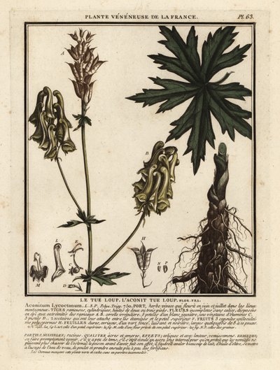 Zmora północna, Aconitum lycoctonum. autorstwa Unbekannter Künstler