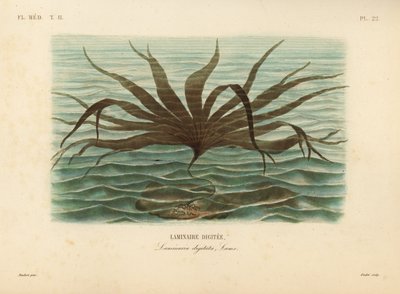 Oarweed, Laminaria digitata, Finger Kelp autorstwa Unbekannt