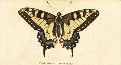 Swallowtail Starego Świata, Papilio machaon., 1800 (grawerowanie) autorstwa Unbekannter Künstler