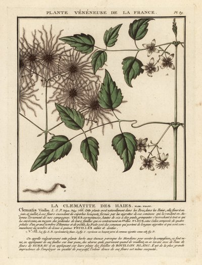 Broda starca, Clematis vitalba. autorstwa Unbekannter Künstler