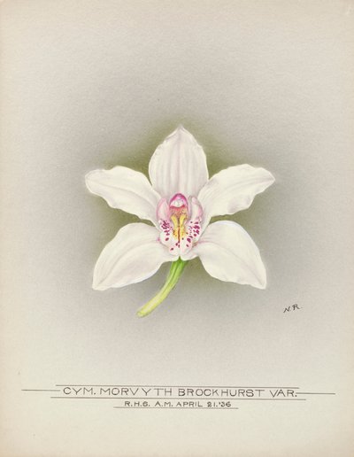 Orchidpolish autorstwa Unbekannter Künstler