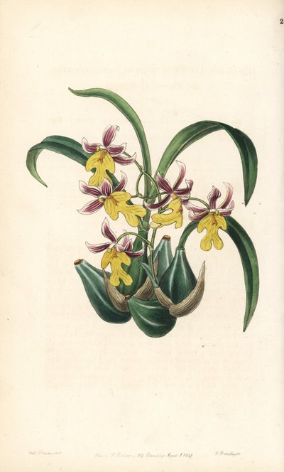 Odmiana storczyka Oncidium - storczyk Oncidium ghiesbreghtianum (język zębowy pana Warnera, Odontoglossum warneri var. purpuratum). Ręcznie kolorowany miedzioryt autorstwa George