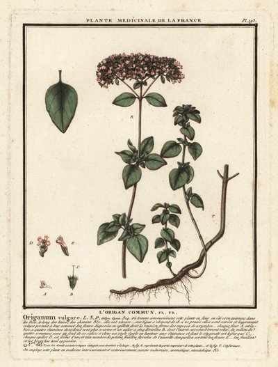 Oregano lub dziki majeranek, Origanum vulgare. autorstwa Unbekannter Künstler