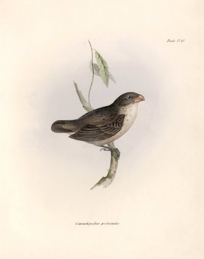 Ornitologia: "Camarhynchus psittaculus or Geospize psittacin" Opis wróblowej autorstwa Karola Darwina (1809-1882) zaobserwowanej podczas jego wyprawy na pokładzie statku Beagle. Plansza z "The zoology of the voyage of H.M.S. Beagle. Flight. III, Ptaki opis autorstwa Unbekannter Künstler