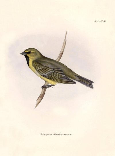 Ornitologia: "Chlorospiza xanthogramma" Opis wróblówki Karola Darwina (1809-1882) zaobserwowanej podczas wyprawy na pokładzie statku Beagle. Plansza z "The zoology of the voyage of H.M.S. Beagle. Flight. III, Ptaki opisane przez Johna Goulda, z n autorstwa Unbekannter Künstler