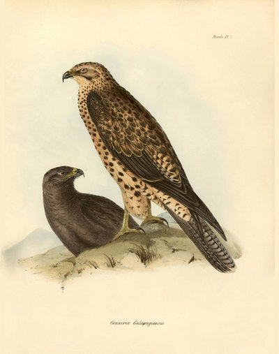 Ornitologia: "Craxirex Galapagoensis" dyszkant z Galapagos opisany przez Charlesa DarWina (1809-1882) podczas wyprawy na pokładzie statku Beagle. Plansza z książki "Ptaki opisane przez Johna Goulda, z notką o ich zwyczajach autorstwa Karola Darwina". autorstwa Unbekannter Künstler