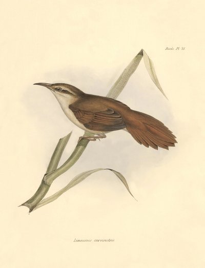 Ornitologia: "Limnornis curvirostris" z rodziny furnariidae opisany przez Karola Darwina podczas wyprawy na pokładzie statku Beagle. Plansza z "The zoology of the voyage of H.M.S. Beagle. Flight. III, Birds described by John Gould, with notice of their hab autorstwa Unbekannter Künstler