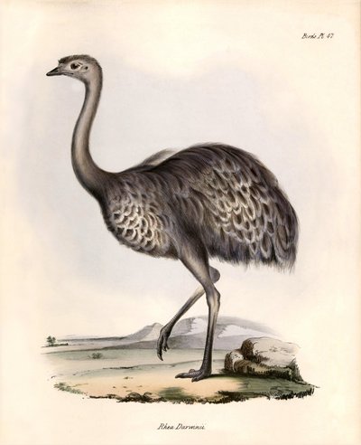 Ornitologia: "Rhea Darwinii" Nandou de Darwin obserwowana i opisana przez Karola Darwina podczas jego wyprawy na pokładzie statku Beagle. Plansza z "Zoologii podróży H.M.S. Beagle. Flight. III, Ptaki opisane przez Johna Goulda, ze wzmianką o ich zwyczajach autorstwa Unbekannter Künstler