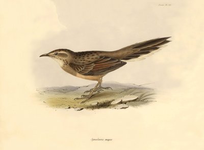 Ornitologia: "Synallaxis major" opisany przez Karola Darwina podczas wyprawy na pokładzie statku Beagle. Plansza z "Zoologii podróży H.M.S. Beagle. Flight. III, Ptaki opisane przez Johna Goulda, ze wzmianką o ich zwyczajach autorstwa Karola Darwina". autorstwa Unbekannter Künstler