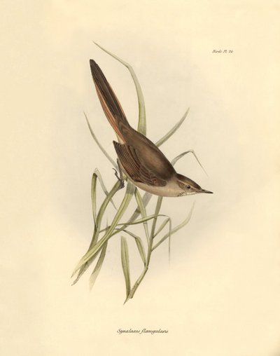Ornitologia: "Synallaxis rufogularis" opisany przez Karola Darwina podczas wyprawy na pokładzie statku Beagle. Plansza z "The zoology of the voyage of H.M.S. Beagle. Flight. III, Ptaki opisane przez Johna Goulda, ze wzmianką o ich zwyczajach autorstwa Karo autorstwa Unbekannter Künstler