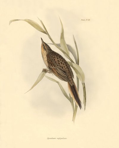 Ornitologia: "Synallaxis rufogularis" opisany przez Karola Darwina podczas wyprawy na pokładzie statku Beagle. Plansza z "The zoology of the voyage of H.M.S. Beagle. Flight. III, Ptaki opisane przez Johna Goulda, ze wzmianką o ich zwyczajach autorstwa Karo autorstwa Unbekannter Künstler