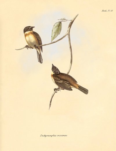 Ornitologia: "Pachyramphus minimus" z rodziny bukowatych opisany przez Karola Darwina podczas jego podróży badawczej na pokładzie statku Beagle. Plansza z "Zoologii podróży H.M.S. Beagle pod dowództwem kapitana Fitzroya w latach 1832-1". autorstwa Unbekannter Künstler