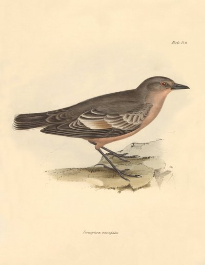 Ornitologia: "Taenioptera variegata" opisana przez Karola Darwina podczas jego podróży badawczej na pokładzie statku Beagle. Plansza z "Zoologii podróży H.M.S. Beagle pod dowództwem kapitana Fitzroya w latach 1832-1836, zredagowanej i uzupełnionej przez Ka autorstwa Unbekannter Künstler