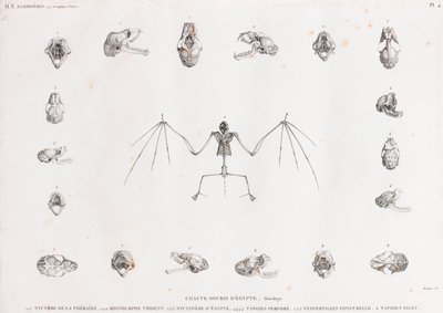 Osteologia nietoperzy w Egipcie autorstwa Unbekannt