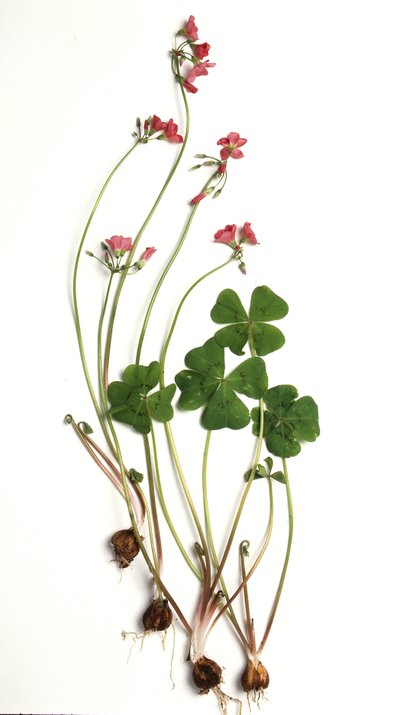 Oxalis tetraphylla/Oxalis deppei/Oxalid z Deppe autorstwa Unbekannt