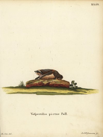 Nietoperz wełnistoszczypcy, Kerivoula picta. Vespertilio pictus Linn. Ręcznie kolorowany miedzioryt Jakoba Andreasa Eisenmanna według ilustracji Jacques