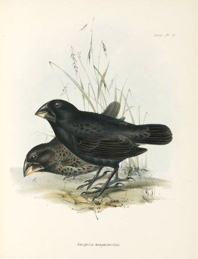 Para dużych zięb, Wyspy Galapagos, ok. 1832-1836 autorstwa Unbekannt