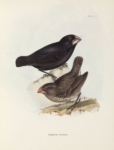 Para zięb, Wyspy Galapagos, ok. 1832-1836 autorstwa Unbekannt