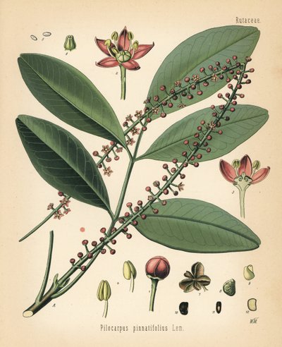 Paraguay jaborandi, Pilocarpus pennatifolius. Chromolitografia według botanicznej ilustracji Walthera Mullera z książki Hermanna Adolpha Koehlera Rośliny lecznicze, pod redakcją Gustava Pabsta, Koehler, Niemcy. autorstwa Unbekannter Künstler