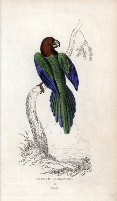 Papużka falista, Prosopeia tabuensis. Psittacus tabuensis. Litografia Josepha Kidda, na podstawie rysunku Johna Audubona, w Miscellany of Natural History: Parrots, Sir Thomas DiK Lauder and Captain Thomas Brown, opublikowanym w Edynburgu, Szkocja, w 183 ro autorstwa Unbekannter Künstler