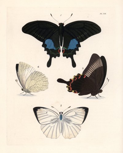 Motyl pawik paryski, Papilio paris 1,2, i cętkowany emigrant, Catopsilia pyranthe 3.4. Ręcznie kolorowana litografia z nowego wydania "Illustrations of Exotic Entomology" Dru Drury