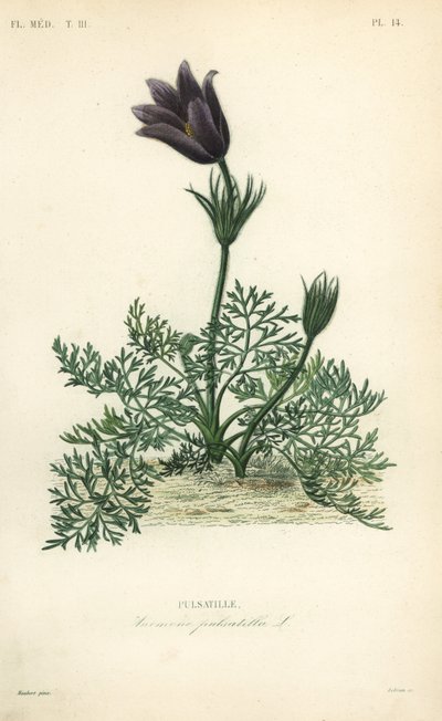 Sasanka lub krew doga, Anemone pulsatilla, Pulsatille autorstwa Unbekannt