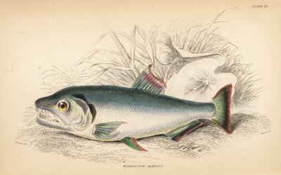 Payara, Hydrolycus armatus (Hydrocyon o silnych zębach, Hydrocyon armatus). Ręcznie kolorowany staloryt autorstwa W.H. Lizarsa na podstawie ilustracji Jamesa Stewarta z Fishes of Guiana Roberta Schomburga, części Naturalist