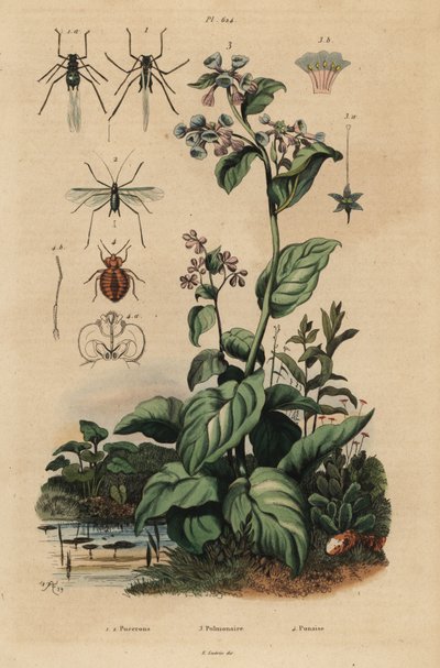 Mszyca brzoskwiniowa, Myzus persicae 1, mszyca różowa, Macrosiphum rose 2, Virginia bluebells, Mertensia pulmonarioides 3 i pluskwa domowa, Cimex lectularius 4 autorstwa Unbekannt