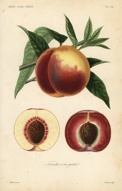 Owoc brzoskwini, Prunus persica, przekrój przez odmiany o białym i czerwonym miąższu autorstwa Unbekannt