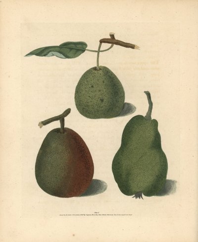 Odmiany gruszy, Pyrus communis: Cressan, Gansell