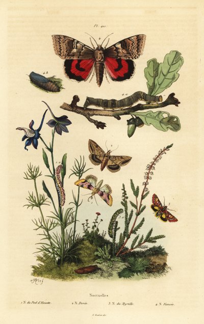 Kwiat grochu, Periphanes delphinii 1, bawełnianka, Helicoverpa armigera 2, żółte podskrzydło, Anarta myrtilli 3 i duże żółte podskrzydło, Noctua pronuba, larwa i poczwarka 4. Motyle Noctuelles autorstwa Unbekannt