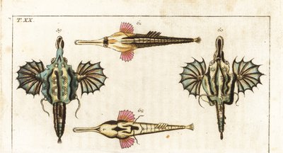Pegaza (lub mała smocza ryba) - długoogoniasta ryba motyl - Krótka smocza ryba, Eurypegasus draconis 59,60, i długoogoniasta ryba morska, Pegasus volitans 61,62. Ręcznie kolorowany miedzioryt z Encyklopedii Historii Naturalnej Gottlieba Tobiasa Wilhelma: R autorstwa Unbekannter Künstler