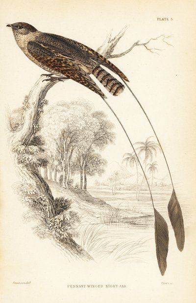 Krętogłów, Macrodipteryx vexillarius (Macrodipteryx africanus). Ręcznie kolorowana stalowa rycina autorstwa Williama Lizarsa według Williama Swainsona z Naturalist