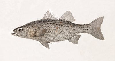 Perche Noct, z bliska autorstwa Unbekannt