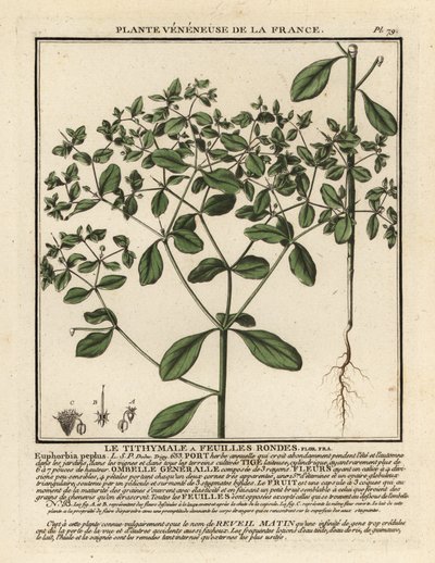 Wilczomlecz drobny, Euphorbia peplus. autorstwa Unbekannter Künstler