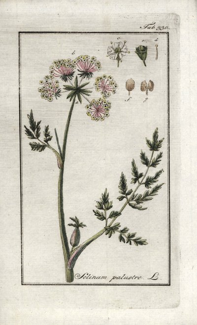 Peucedan marsh lub pietruszka błotna (Selinum marsh). Litografia z "Afbeelding der Artseny-Gewassen" Johannesa Zorna (1739-1799), Holandia autorstwa Unbekannter Künstler