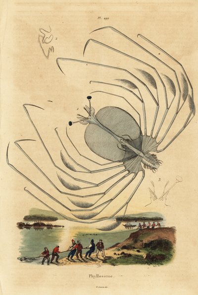 Stadium larwalne Phyllosoma langusty, Palinurus elephas autorstwa Unbekannt