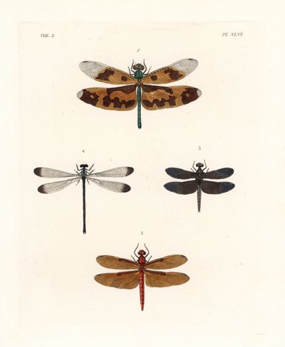 Ważka skrzydlata, Rhyothemis variegata 1, skimmer leśny, Neurothemis fulvia 2, skimmer pied paddy, Neurothemis tullia 3 i shadowdamsel, Palaemnema paulina 4. Ręcznie kolorowana litografia z nowego wydania "Il autorstwa Unbekannter Künstler