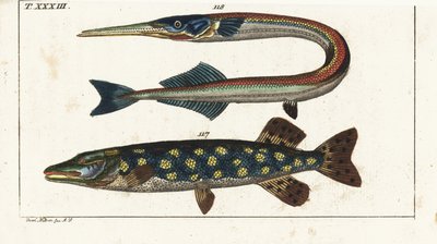 Szczupak (lub szczupak północny) - Orphia - Szczupak północny, Esox lucius 117, i iglicznia lub belona morska, Belone belone 118. Ręcznie kolorowany miedzioryt według Jacoba Nilsona z Encyklopedii Historii Naturalnej Gottlieba Tobiasa Wilhelma: Ryby, Augsb autorstwa Unbekannter Künstler
