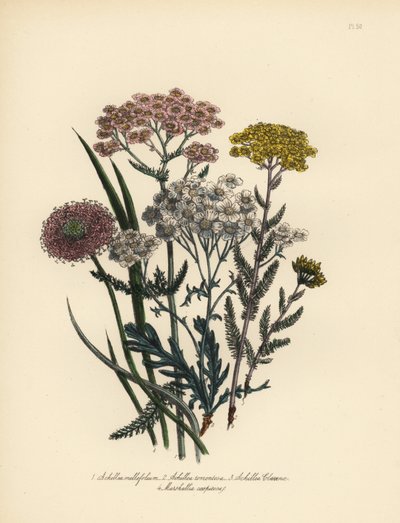 Achillea milfolium, krwawnik pospolity, Achillea tomentosa, Achillea clavenae i Marshallia caespitosa. Ręcznie wykonana chromolitografia autorstwa Henry