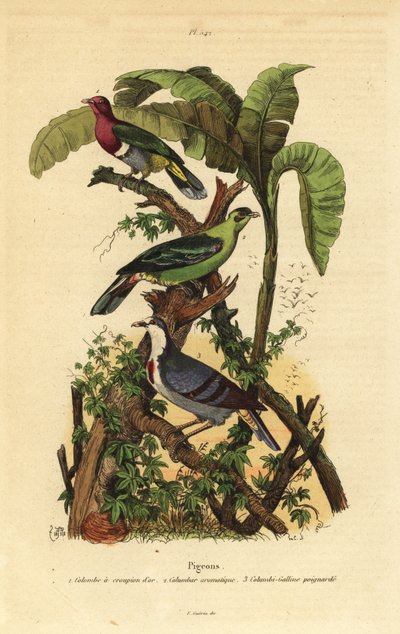 Gołąbek różowogłowy, Ptilinopus porphyreus, gołąb zielony Buru, Treron aromatyczny i Luzon krwawiące serce, Gallicolumba luzonica autorstwa Unbekannt