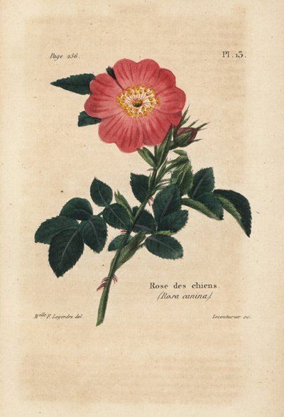 Pink Dog, Dog Rose, Rosa Canina. Ręcznie kolorowana litografia autorstwa Lecouturiera na podstawie botanicznej ilustracji panny F. Legendre z "Rose-Lover