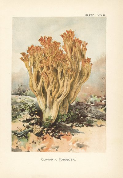 Różowy grzyb koralowy lub piękna clavaria, Ramaria formosa (Clavaria formosa). Chromolitografia na podstawie botanicznej ilustracji Williama Hamiltona Gibsona z jego książki Our Edible Toadstools and Mushrooms. autorstwa Unbekannter Künstler