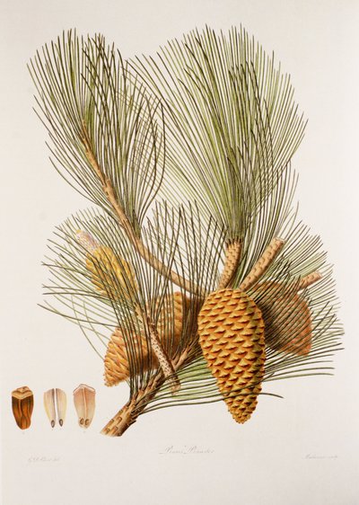 Pinus pinaster/sosna morska/sosna morska autorstwa Unbekannt